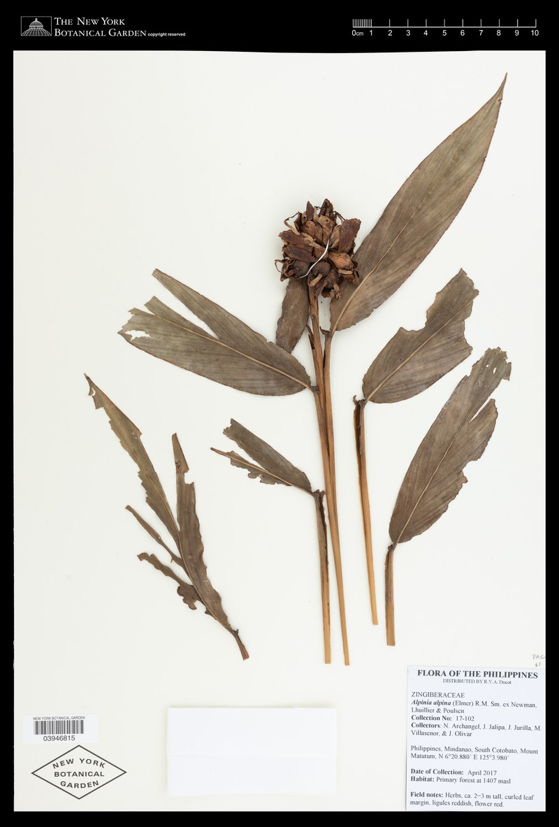 Adelmeria alpinum photo 2
