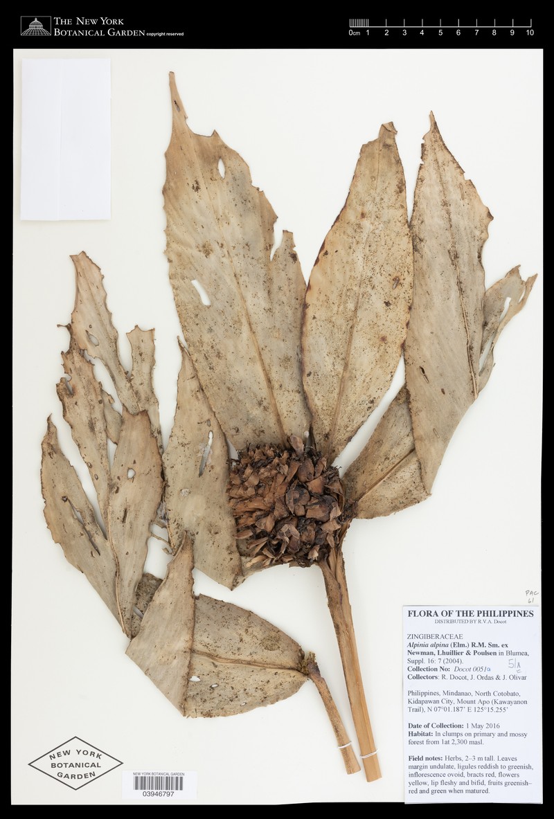 Adelmeria alpinum photo 3