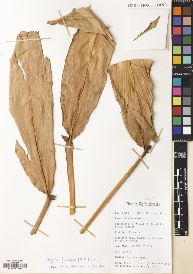Adelmeria alpinum photo 4