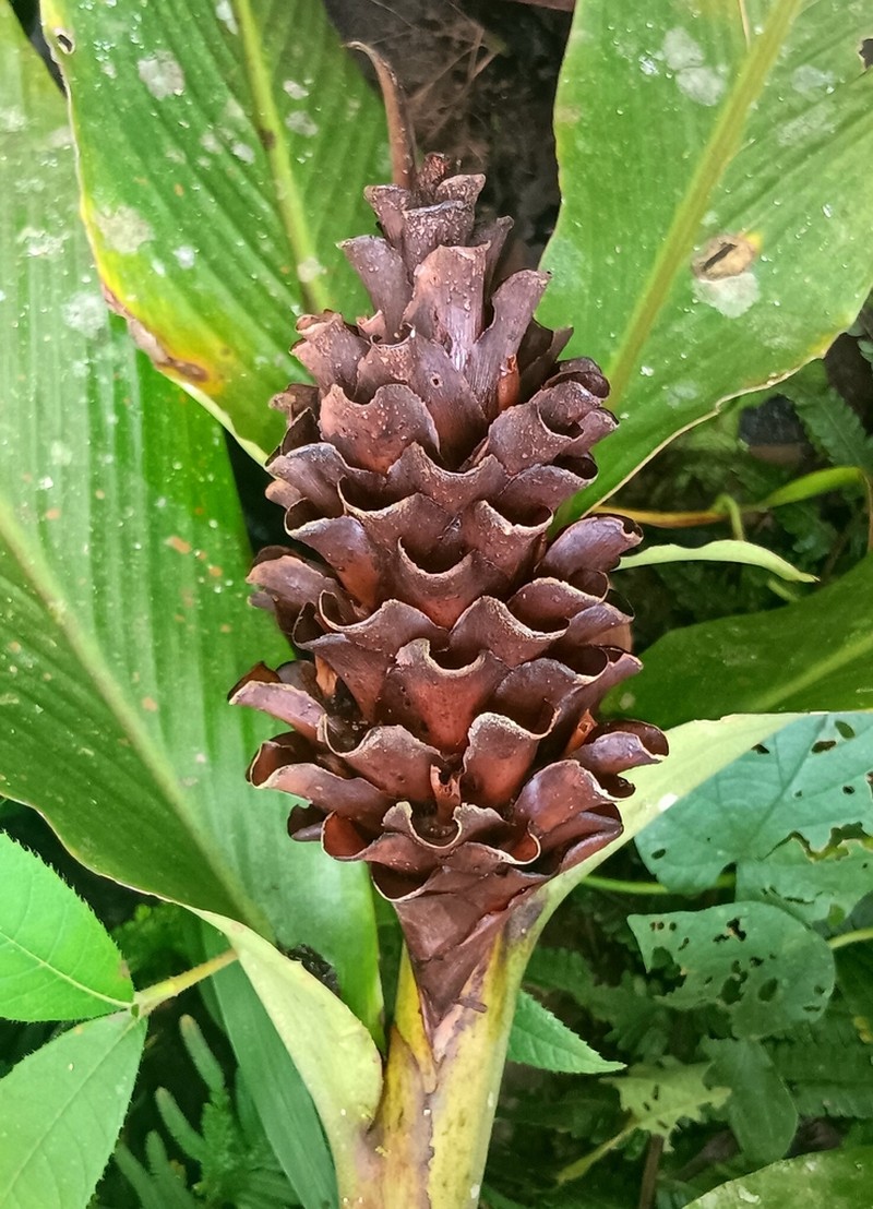 Adelmeria gigantifolia