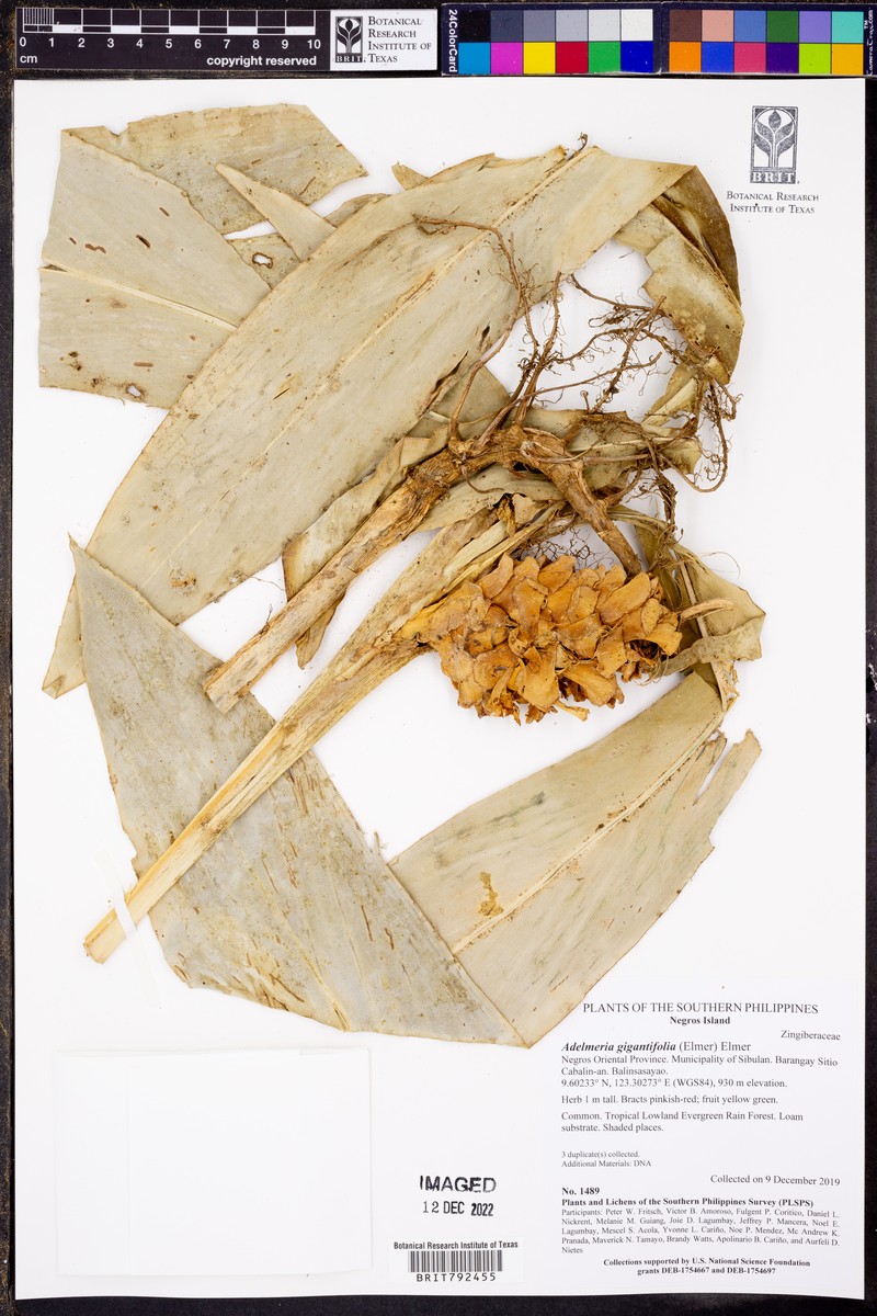 Adelmeria gigantifolia photo 2