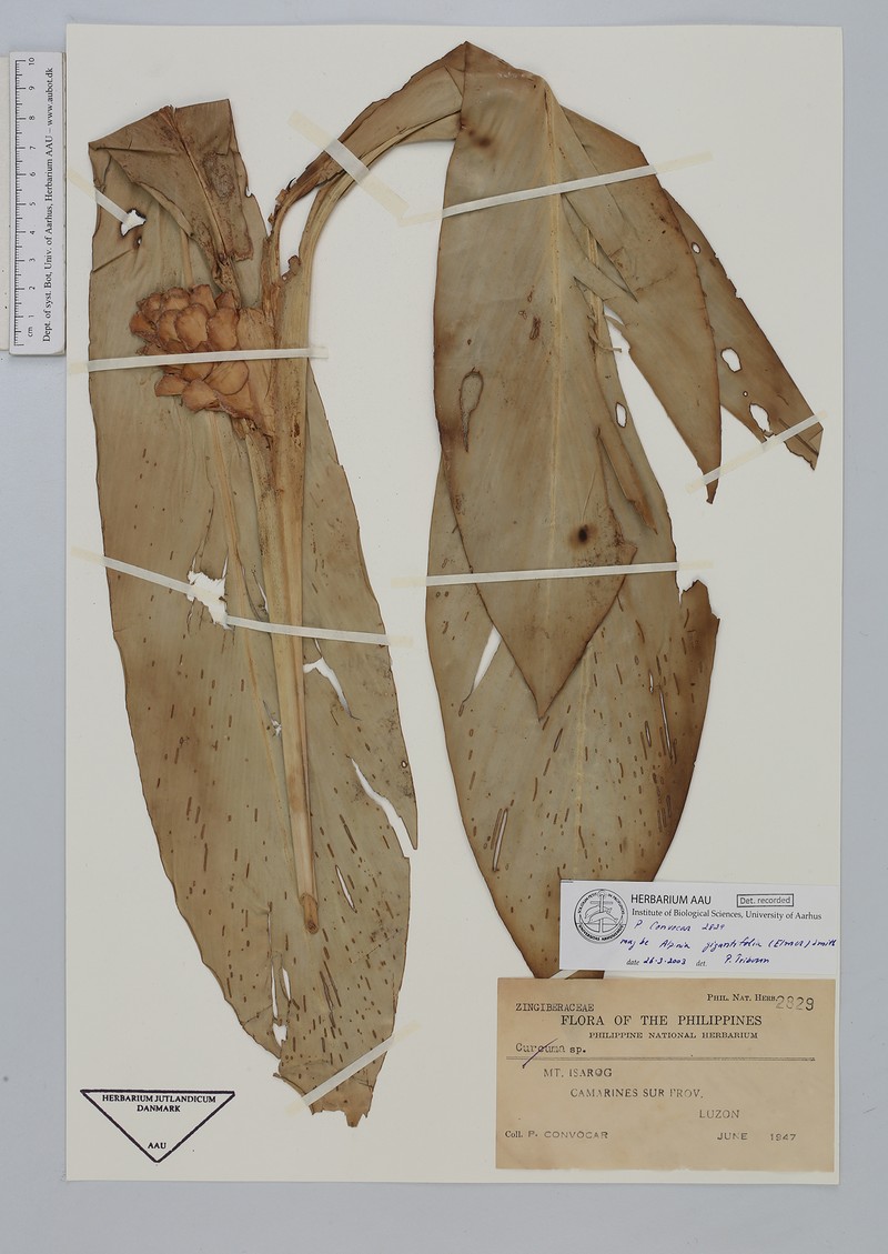 Adelmeria gigantifolia photo 3