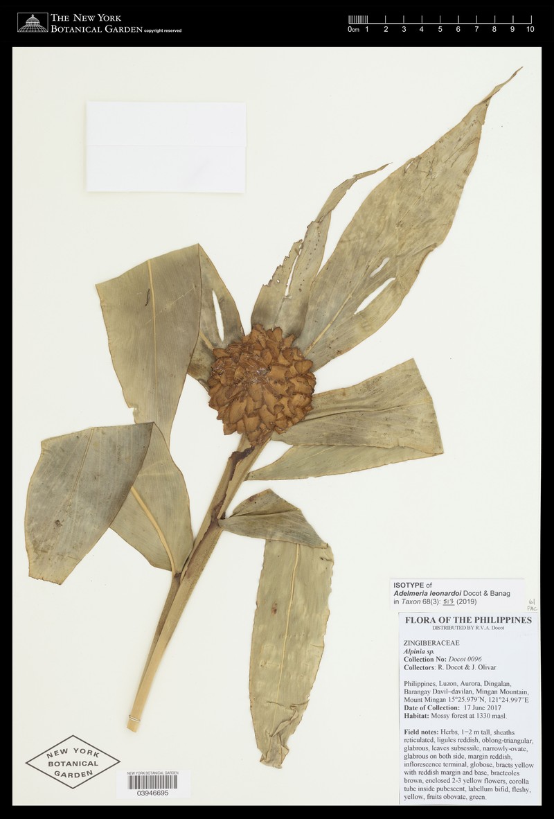 Adelmeria leonardoi