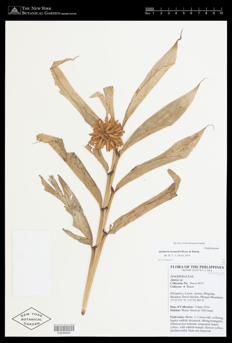 Adelmeria leonardoi photo 2