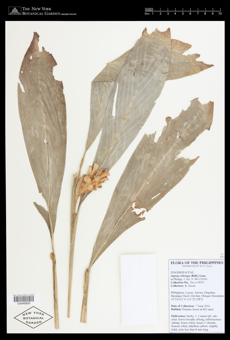 Adelmeria oblonga