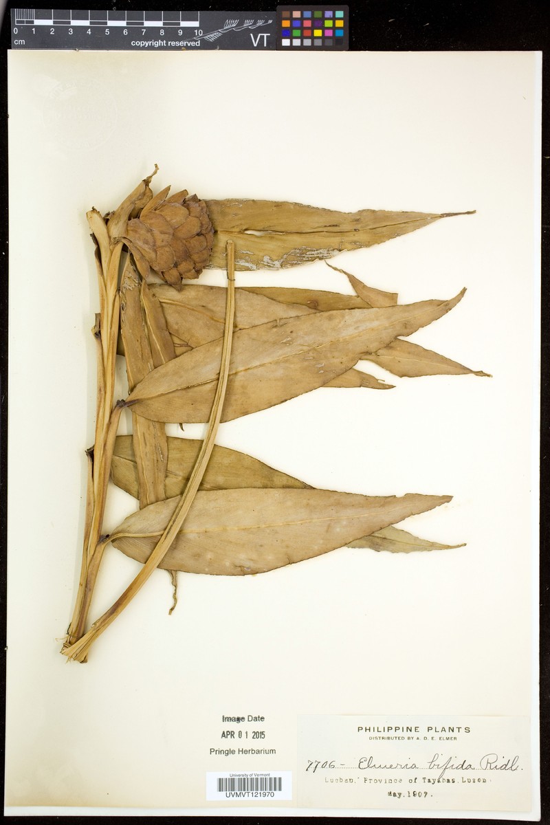 Adelmeria paradoxa