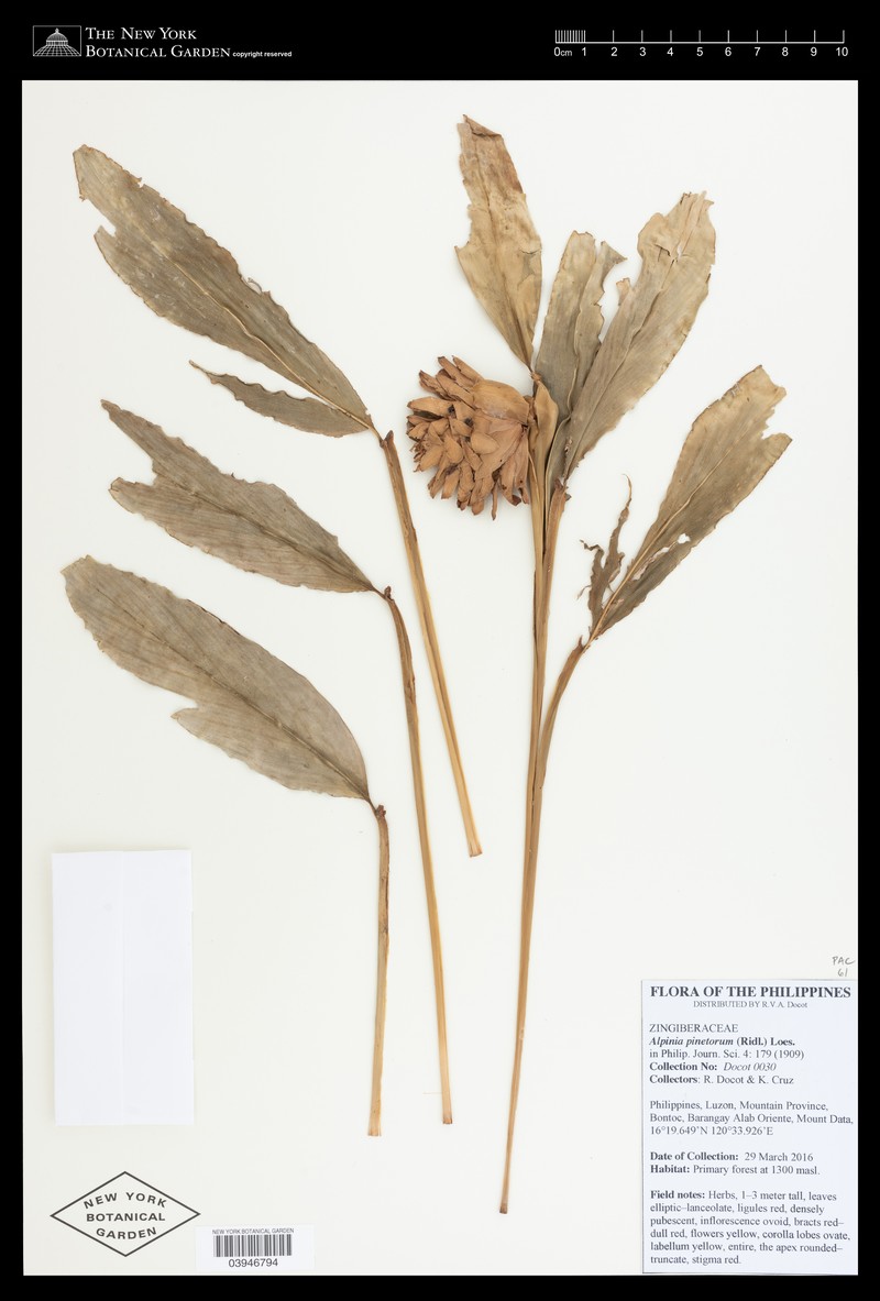 Adelmeria pinetorum