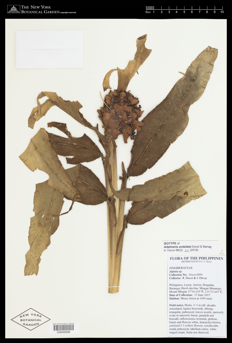 Adelmeria undulata