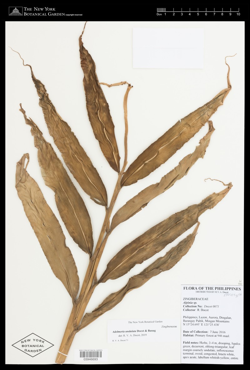Adelmeria undulata photo 2