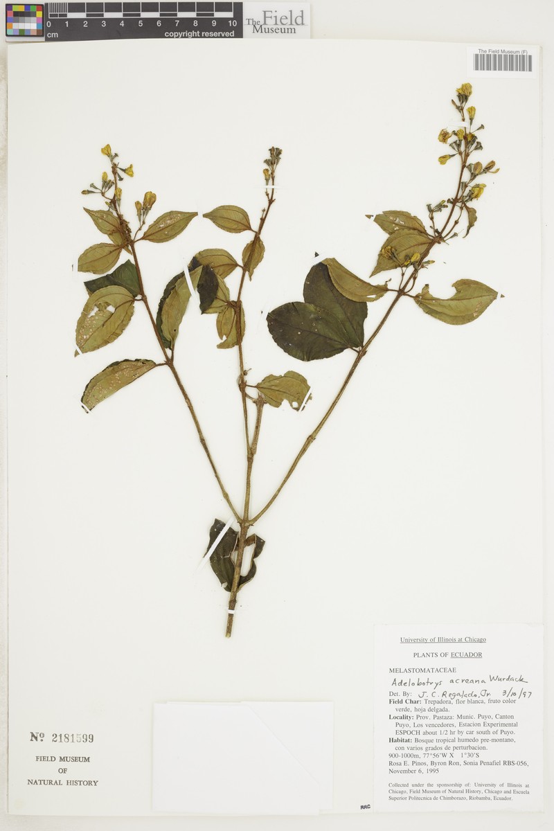 Adelobotrys acreanus photo 3