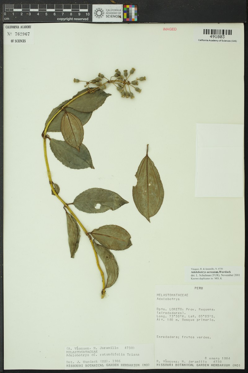 Adelobotrys acreanus photo 5