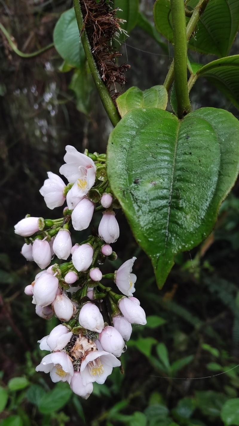 Adelobotrys adscendens photo 2