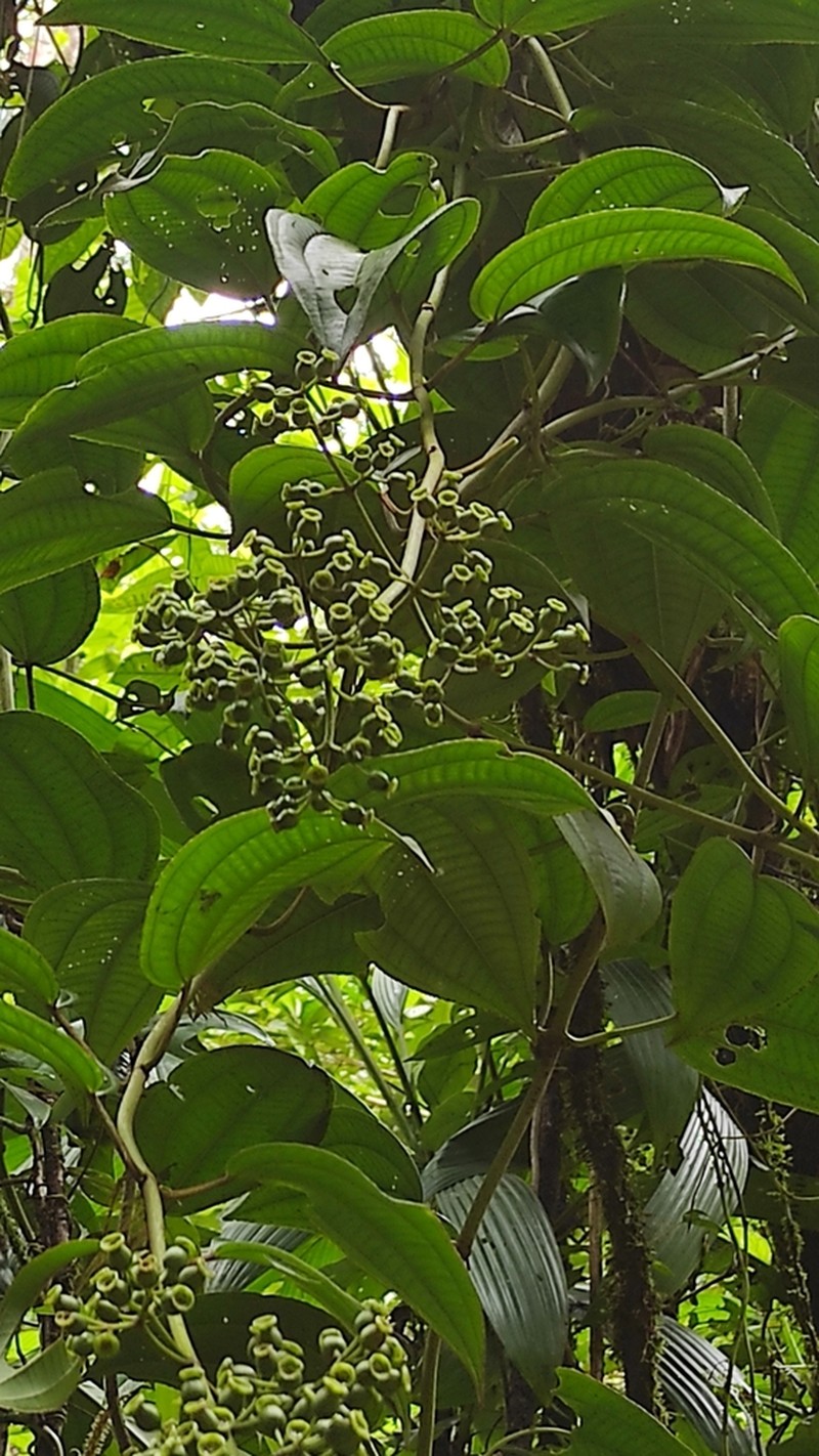 Adelobotrys adscendens photo 3