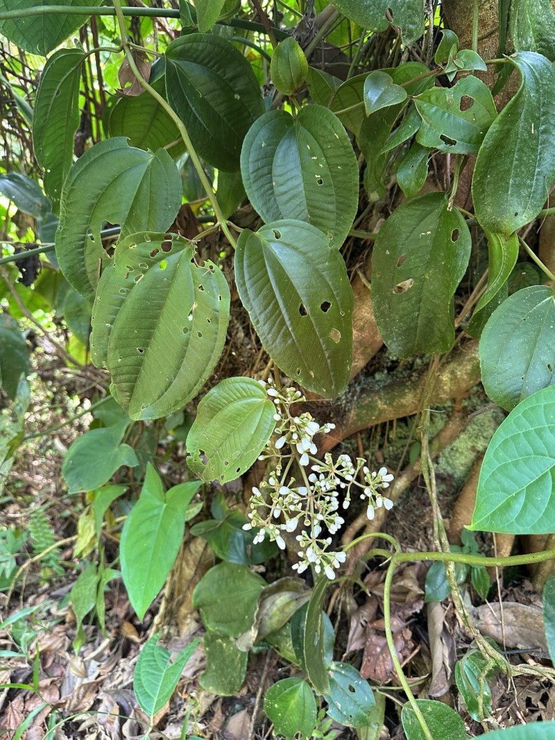 Adelobotrys adscendens photo 4