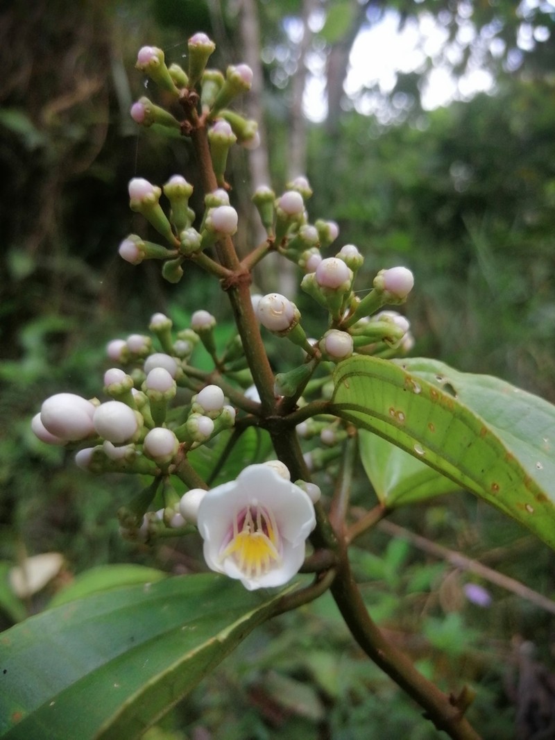 Adelobotrys adscendens photo 5