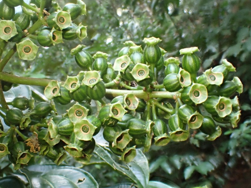 Adelobotrys adscendens photo 7