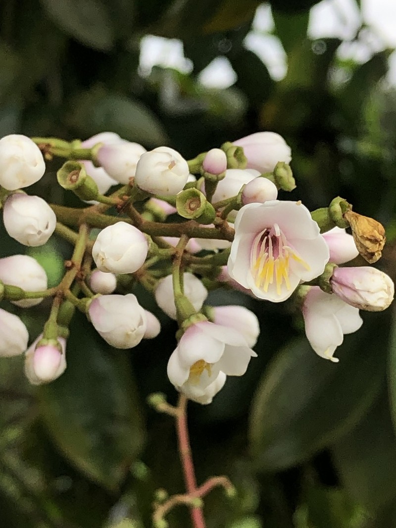Adelobotrys adscendens photo 8