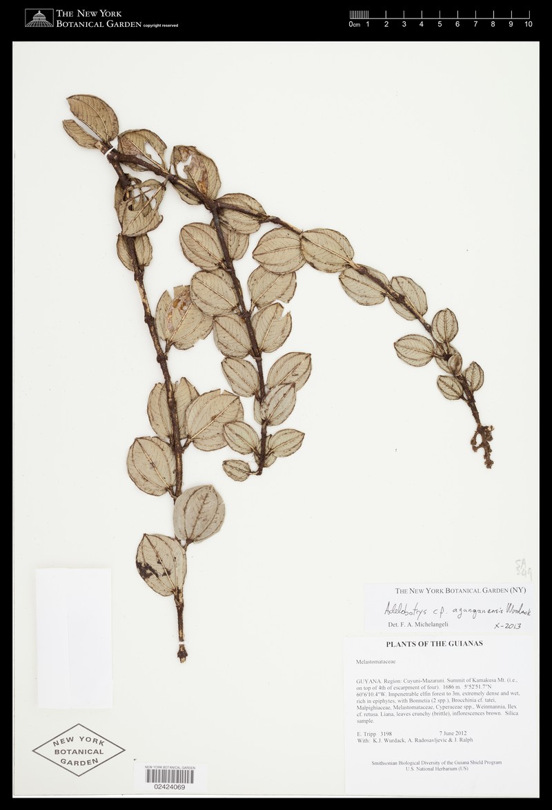 Adelobotrys ayangannensis