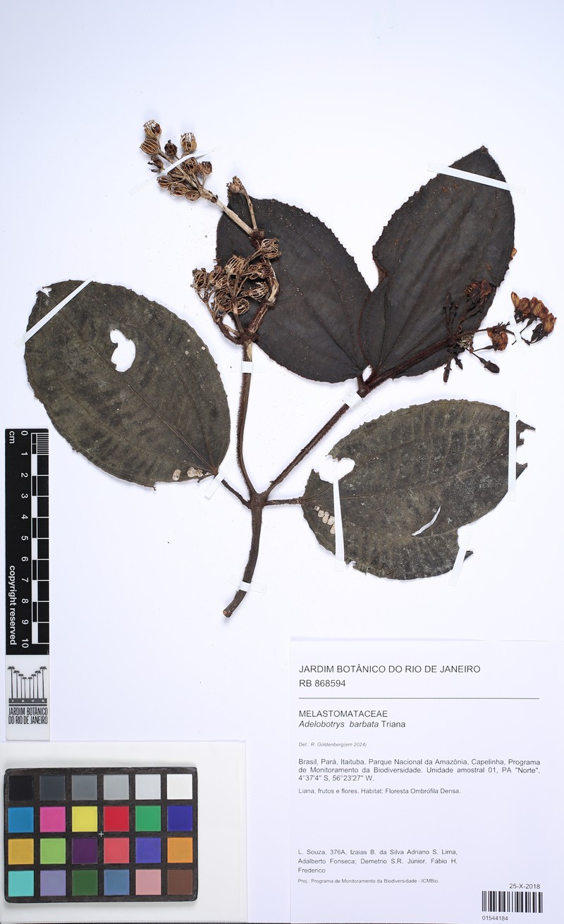 Adelobotrys barbatus