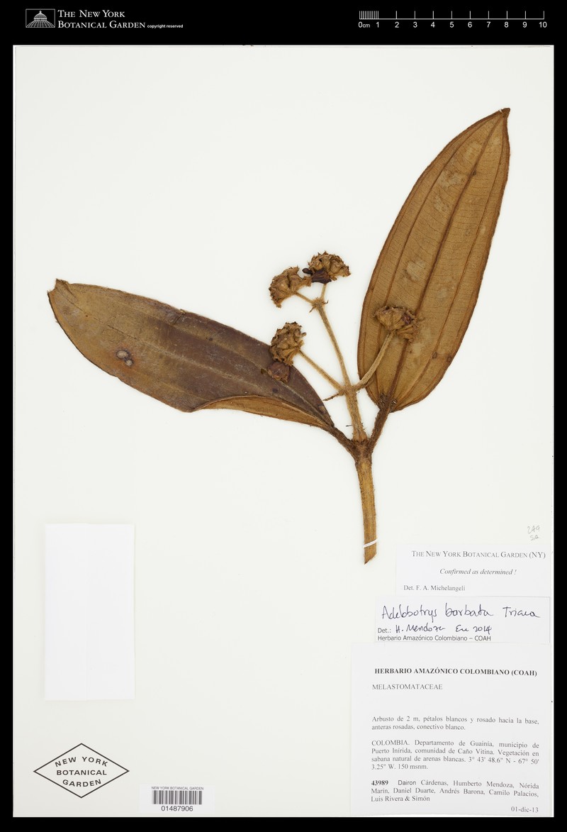 Adelobotrys barbatus photo 2
