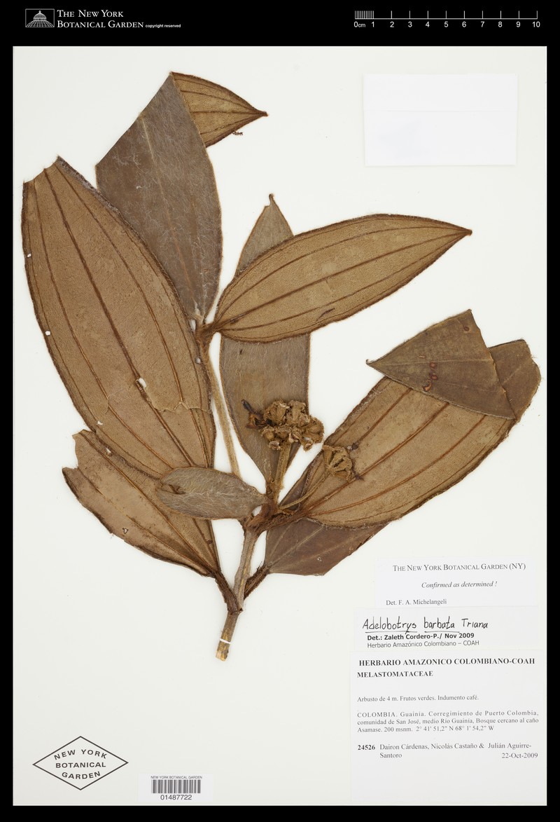 Adelobotrys barbatus photo 3