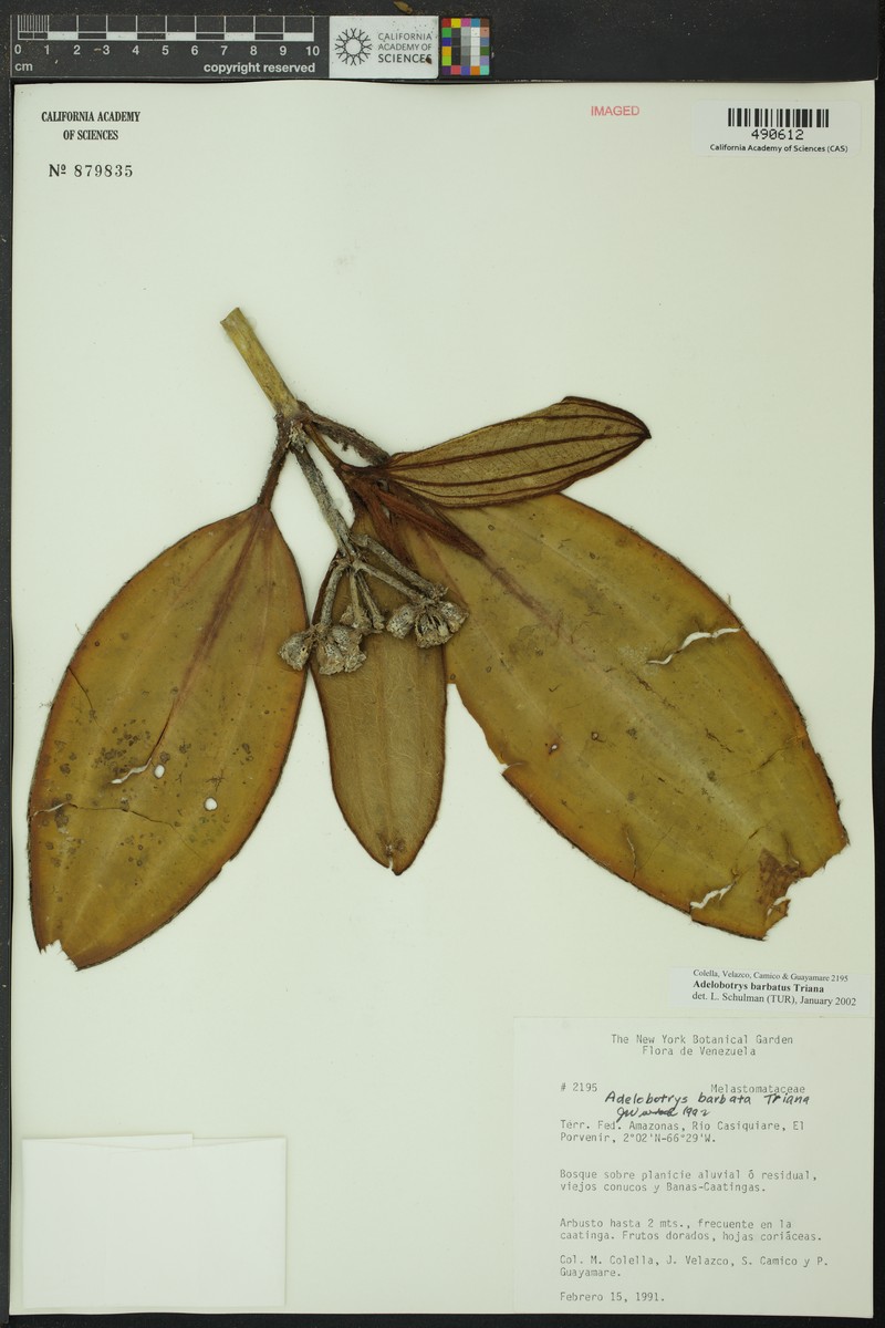 Adelobotrys barbatus photo 4
