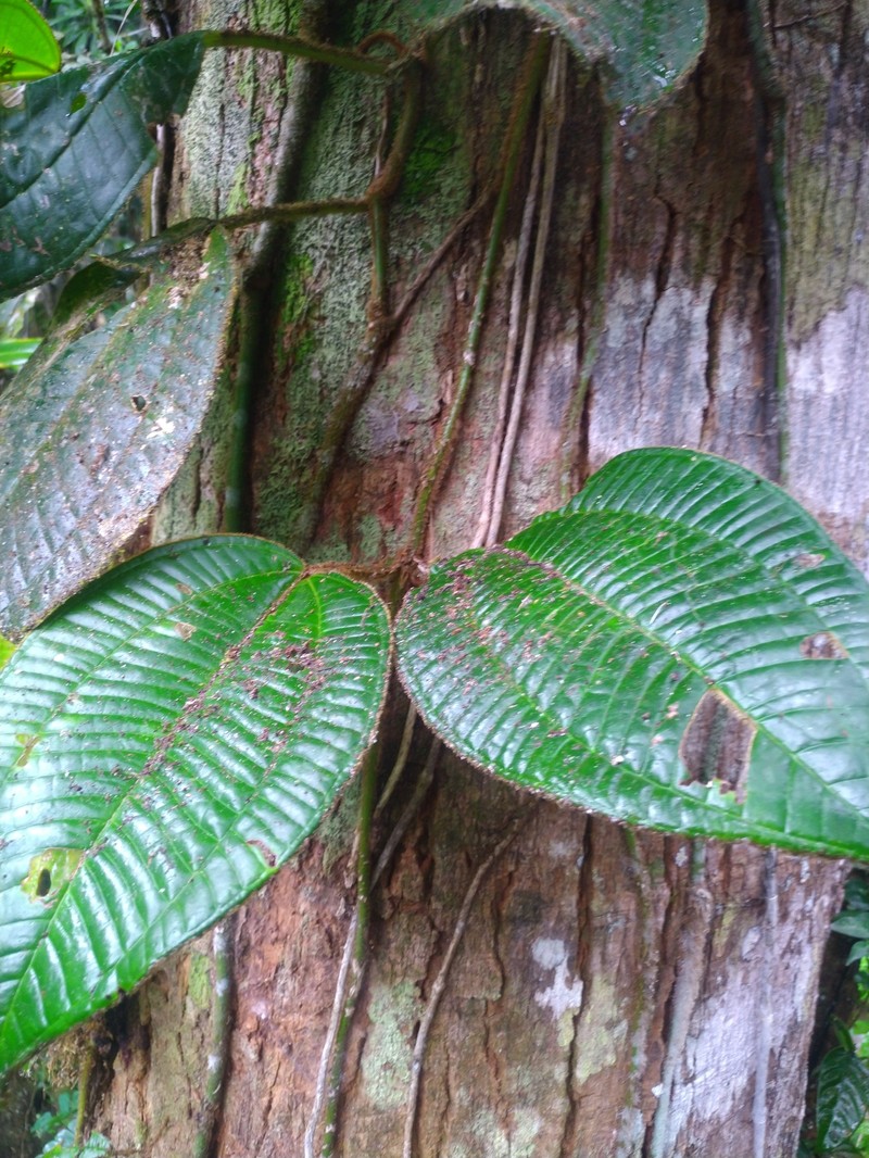 Adelobotrys boissierianus photo 2