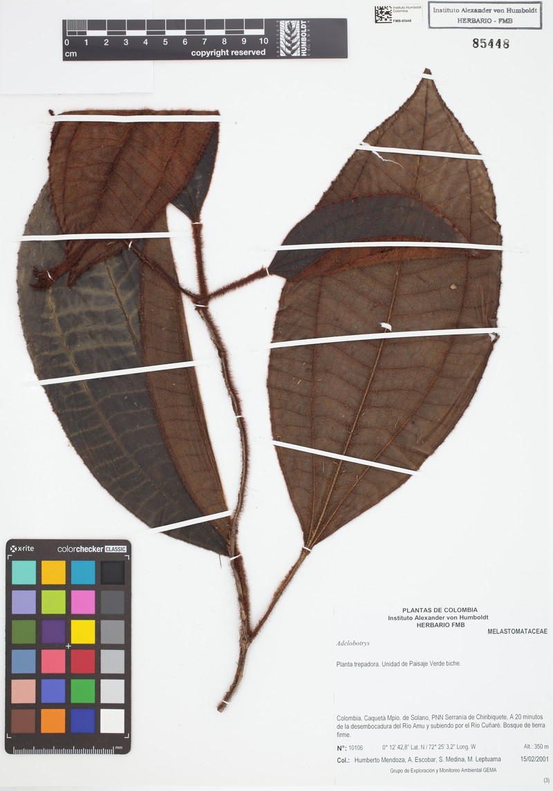 Adelobotrys boissierianus photo 3