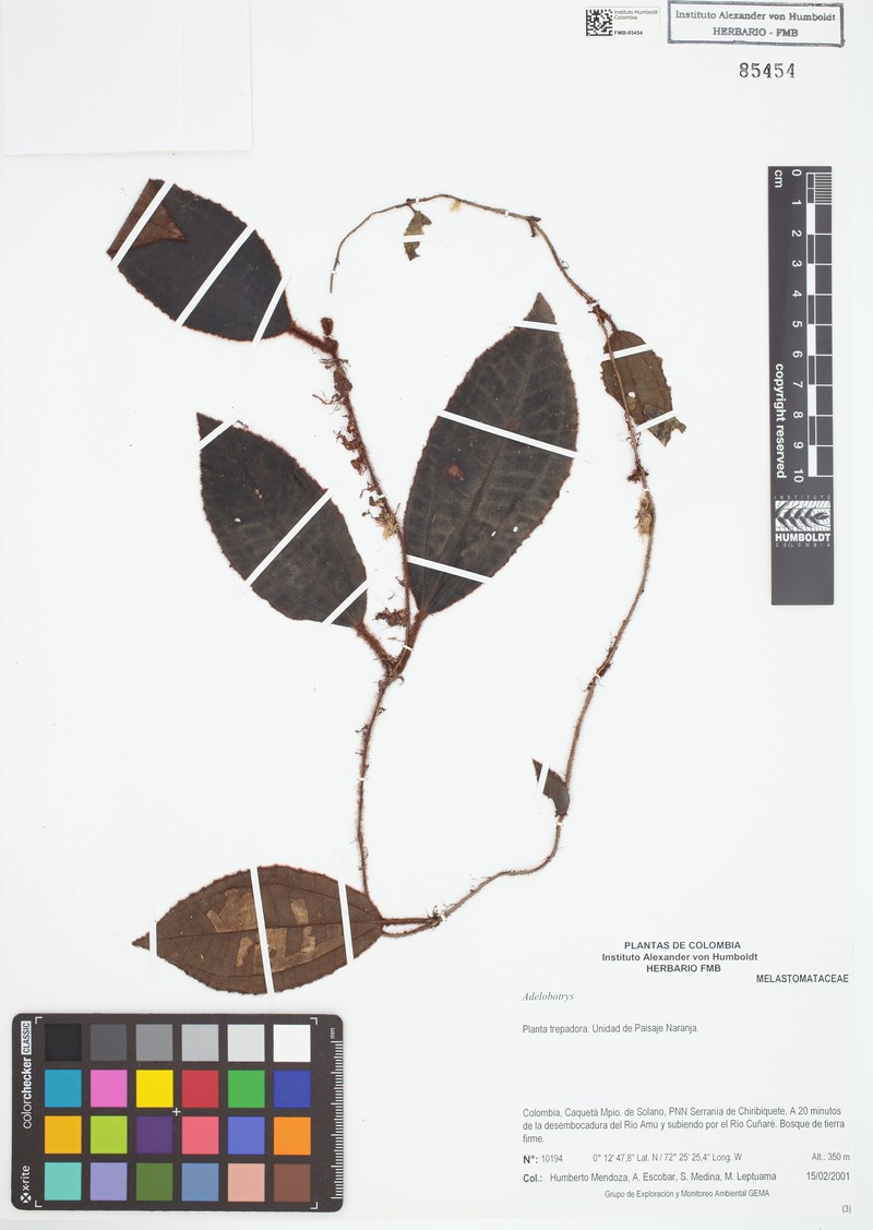 Adelobotrys boissierianus photo 4