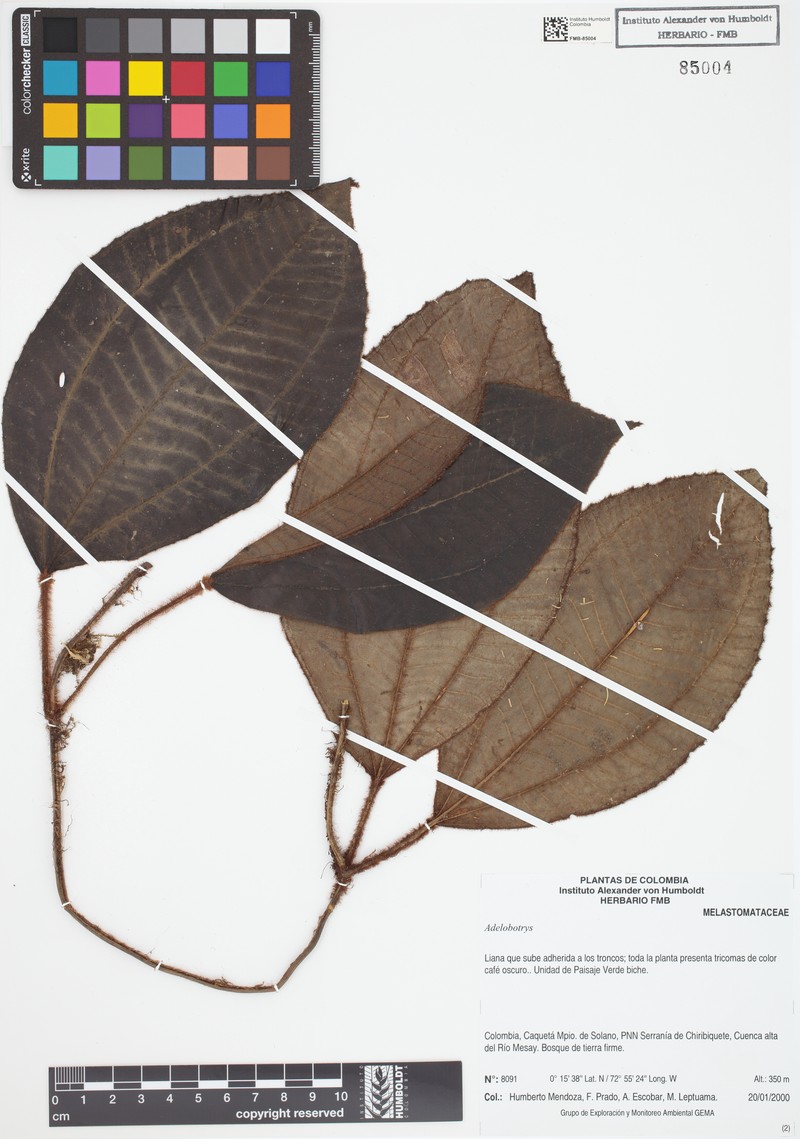 Adelobotrys boissierianus photo 5