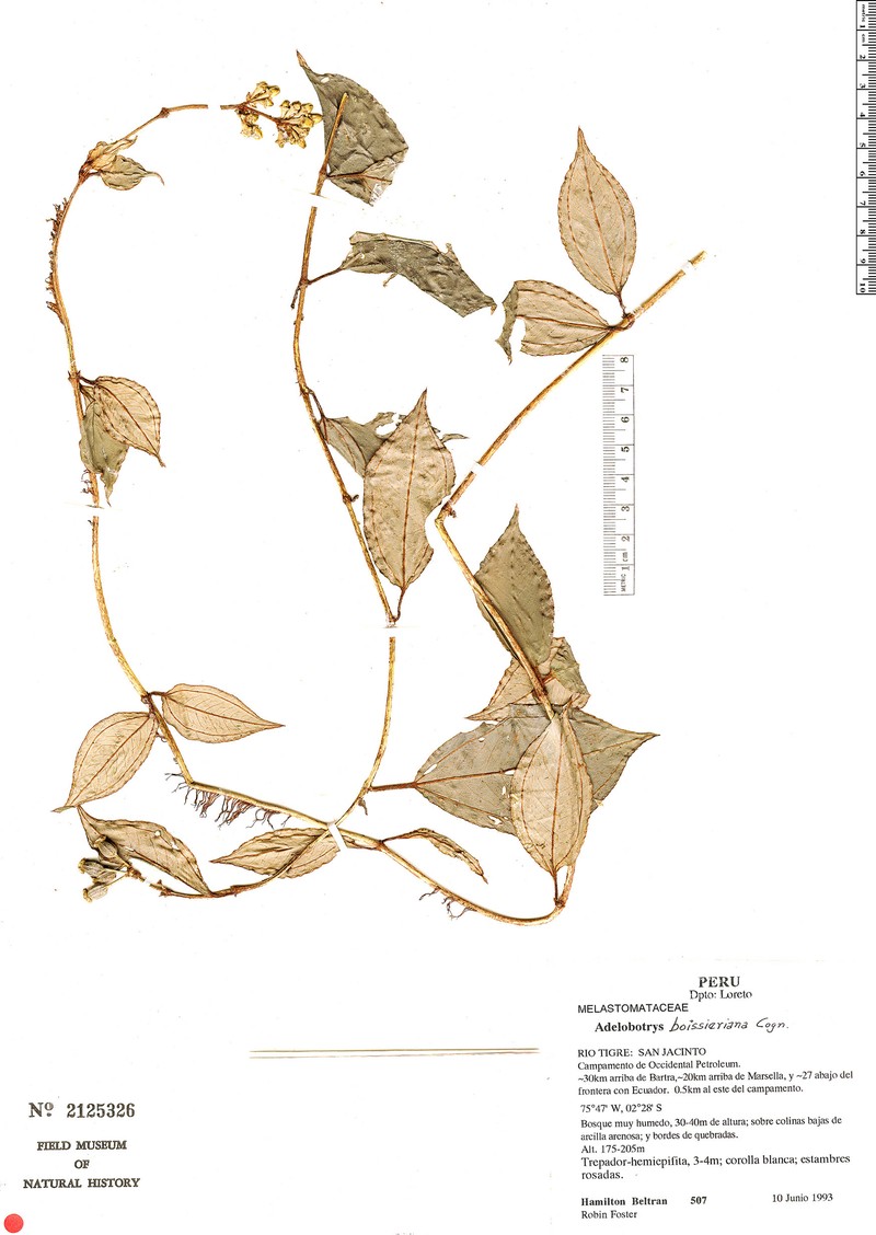 Adelobotrys boissierianus photo 6