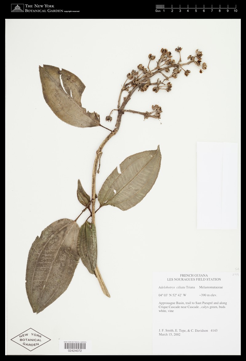 Adelobotrys ciliatus