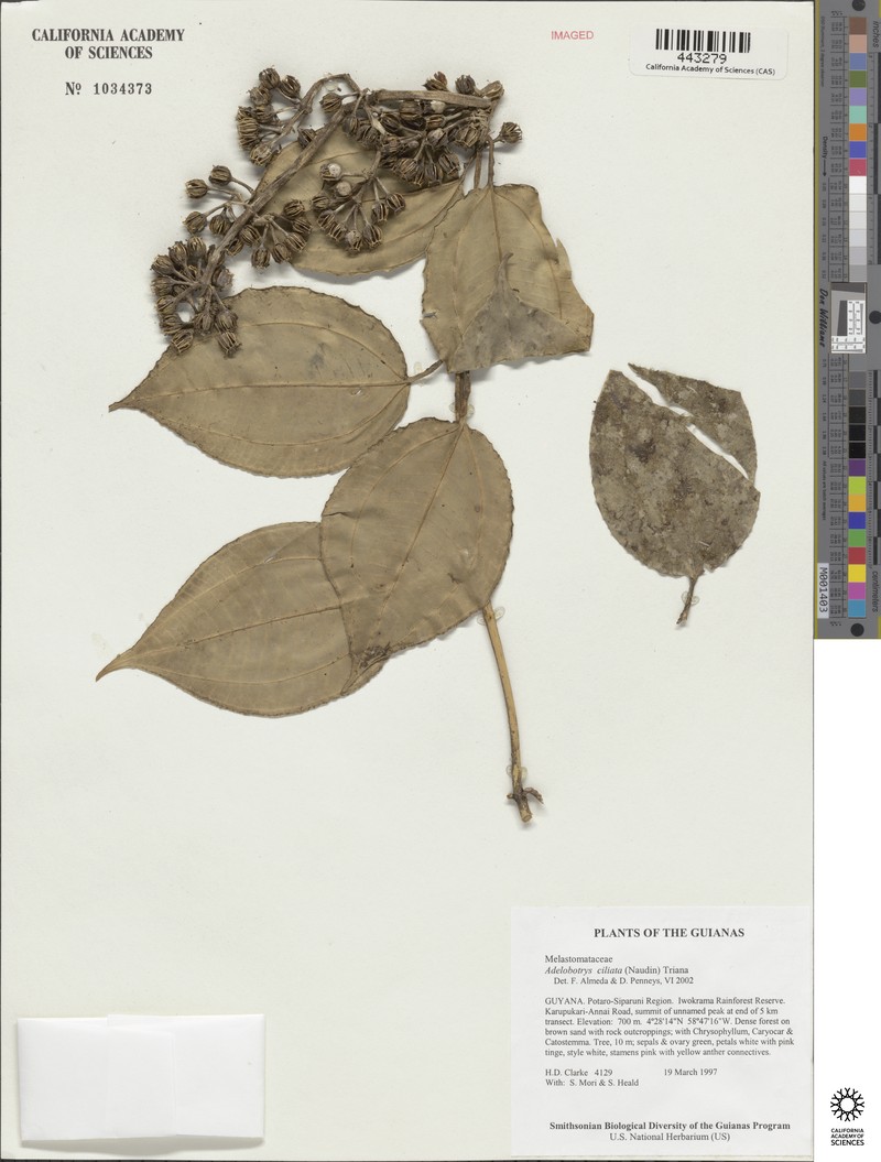 Adelobotrys ciliatus photo 3