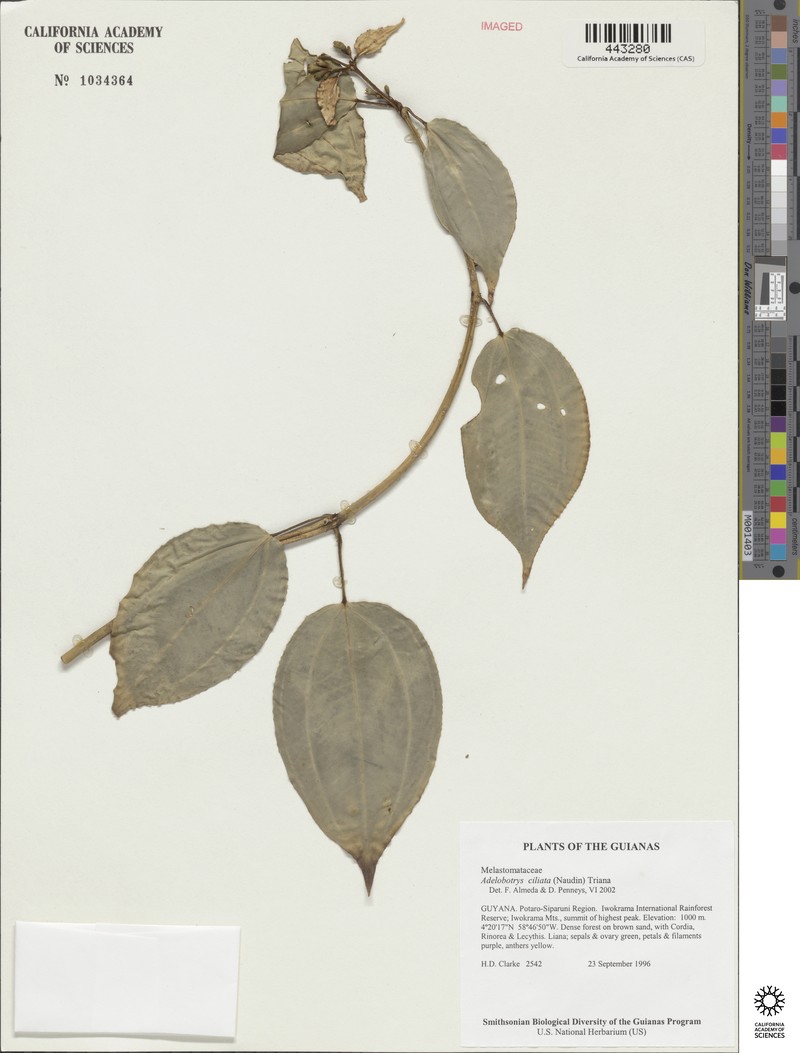 Adelobotrys ciliatus photo 4