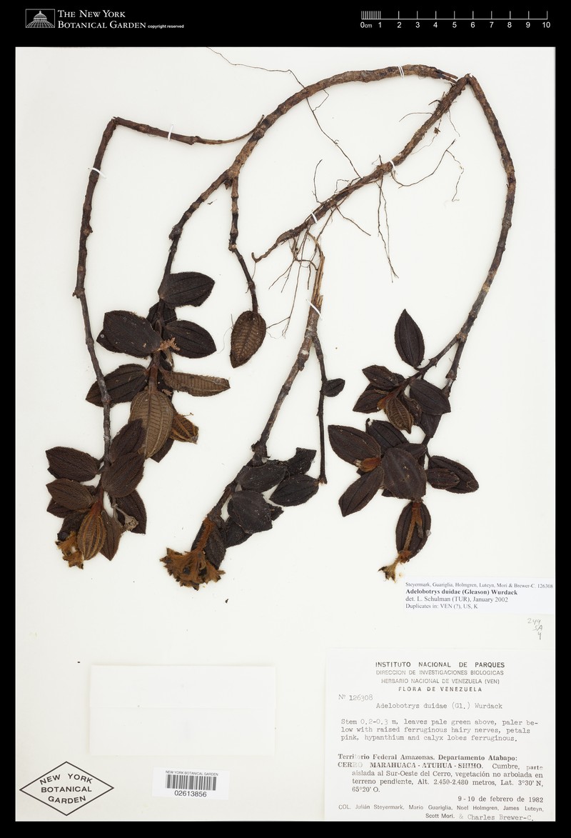 Adelobotrys duidae