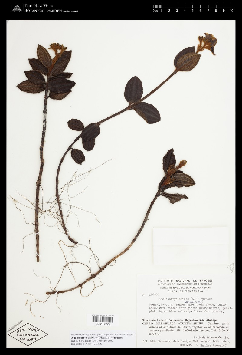 Adelobotrys duidae photo 2