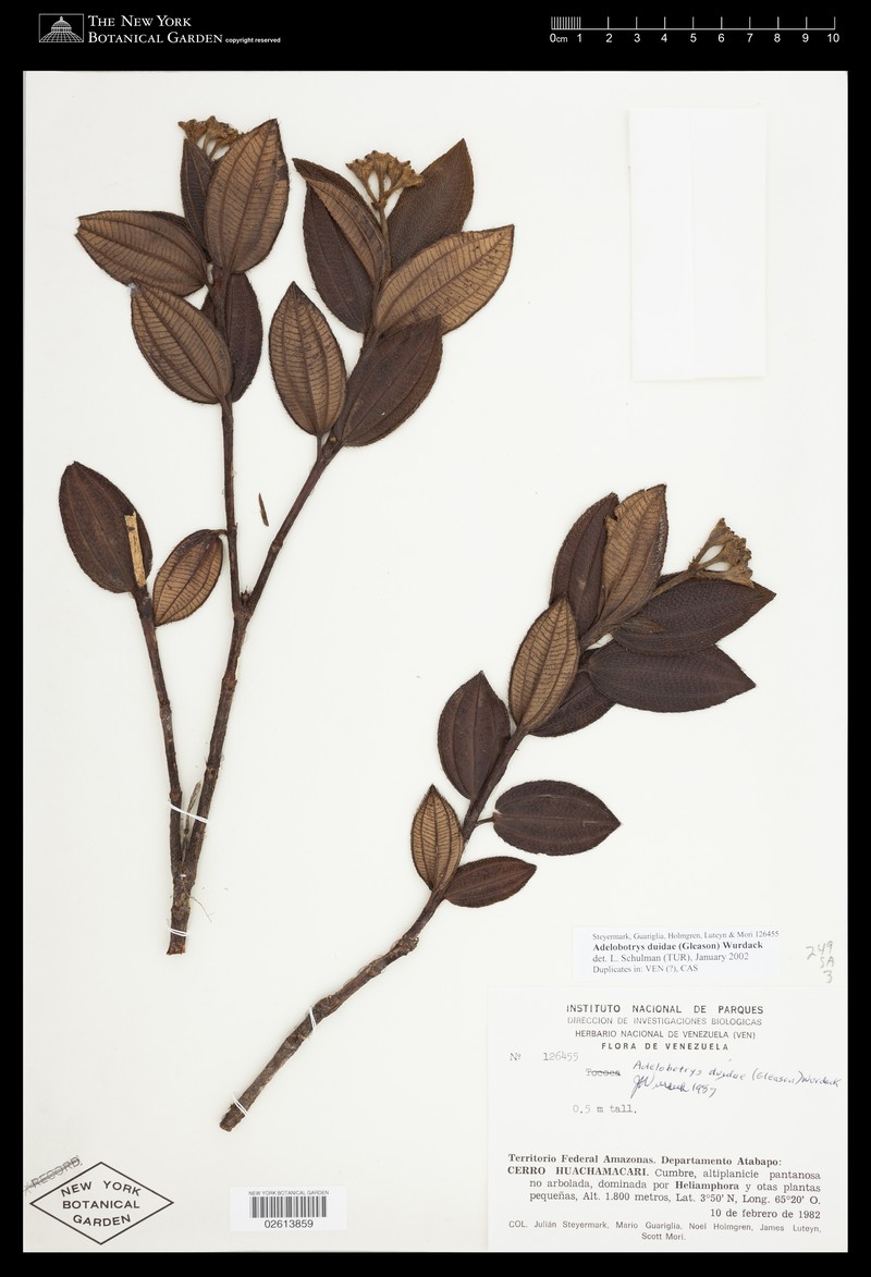 Adelobotrys duidae photo 3