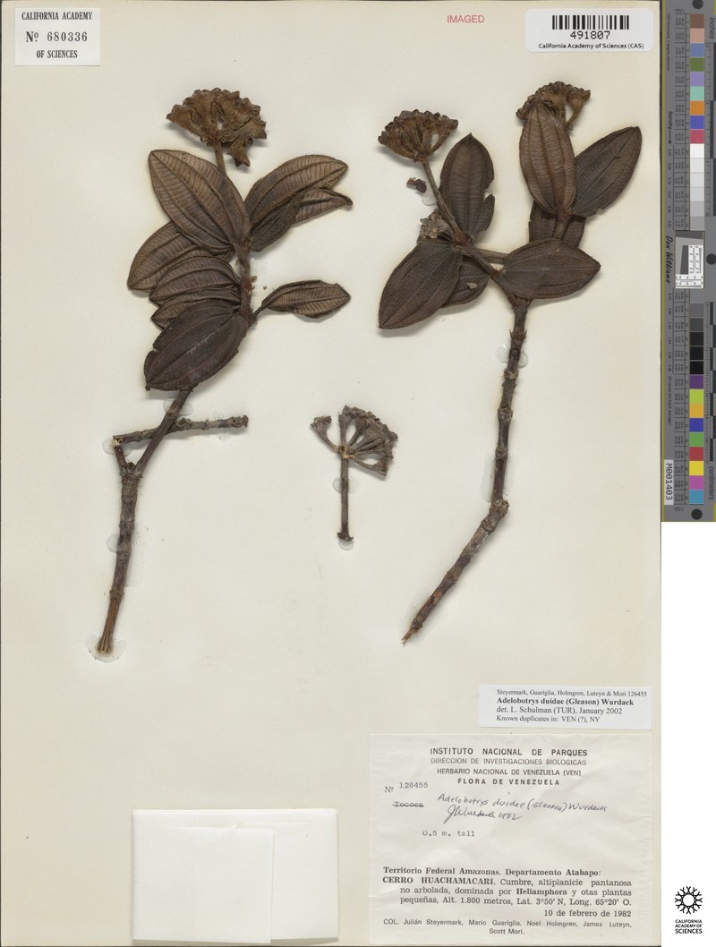 Adelobotrys duidae photo 4