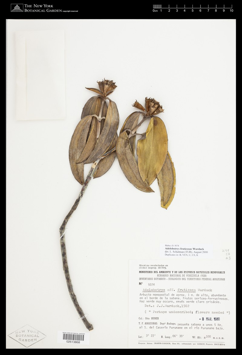 Adelobotrys fruticosus