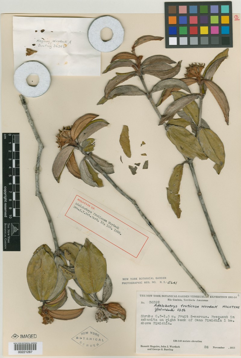Adelobotrys fruticosus photo 2