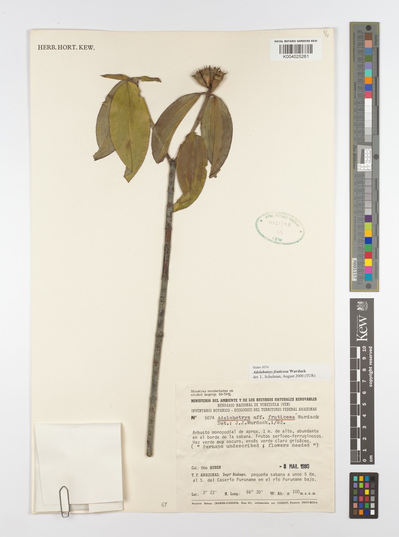 Adelobotrys fruticosus photo 3