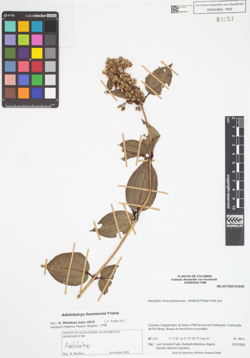 Adelobotrys fuscescens