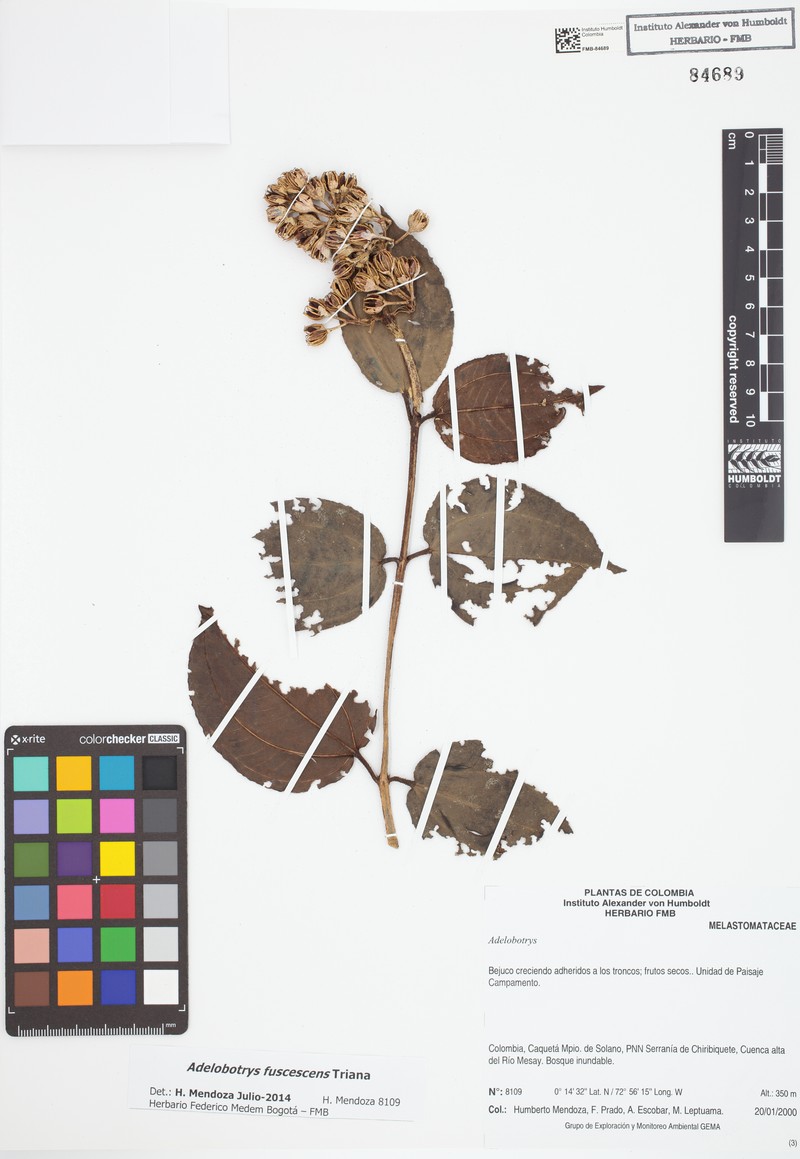 Adelobotrys fuscescens photo 2