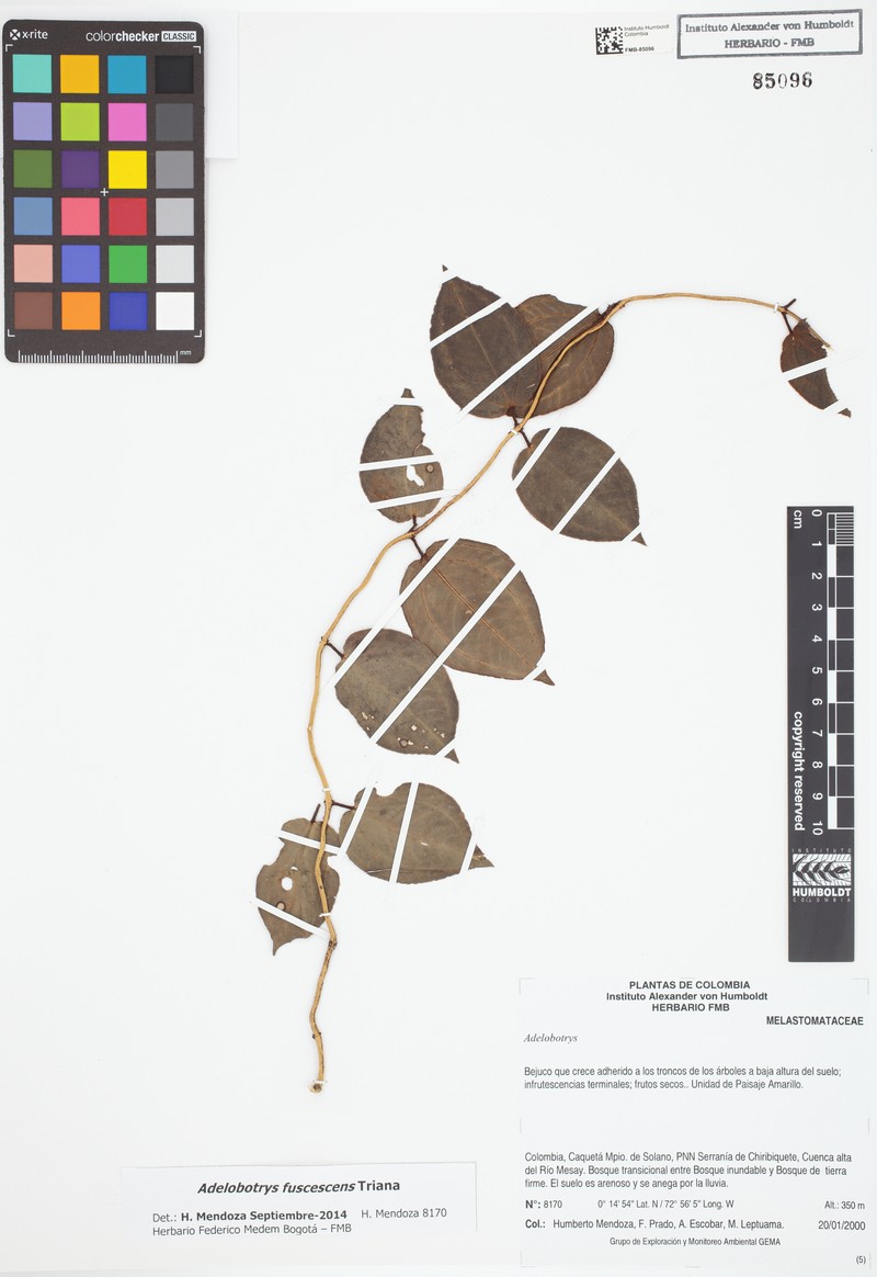 Adelobotrys fuscescens photo 3