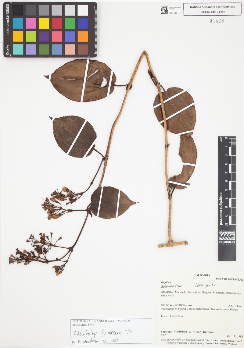 Adelobotrys fuscescens photo 4