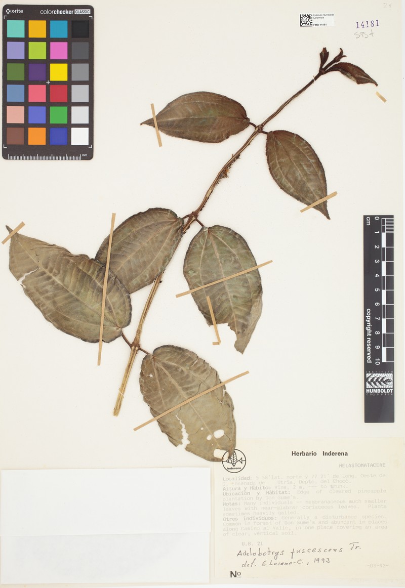 Adelobotrys fuscescens photo 5