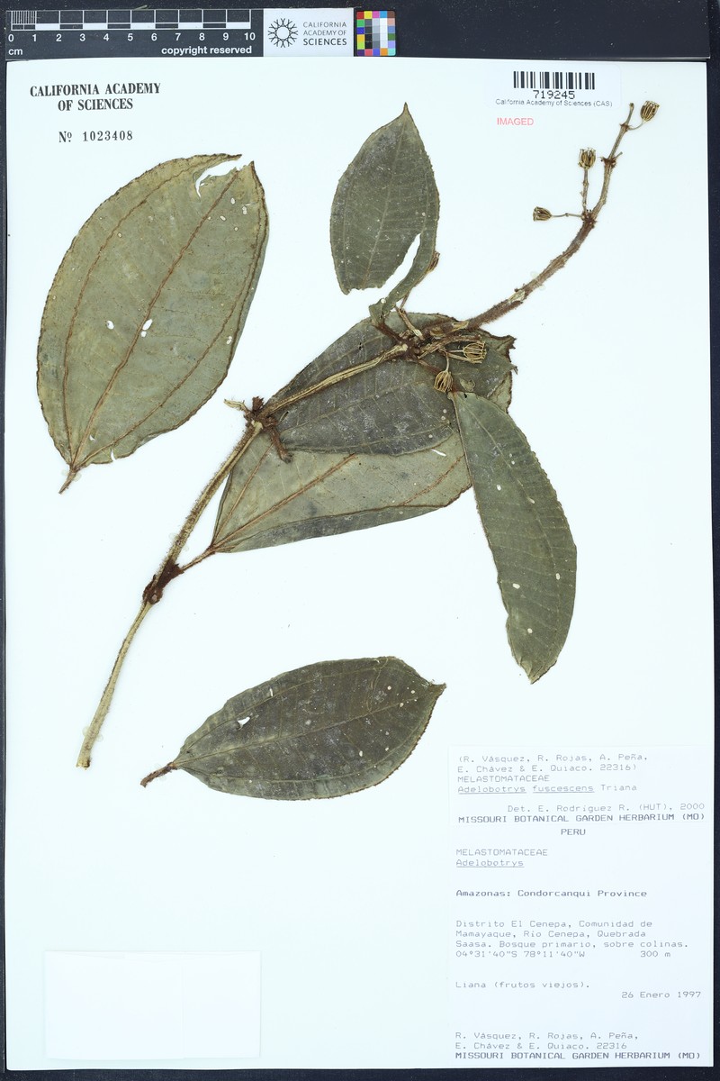 Adelobotrys fuscescens photo 6