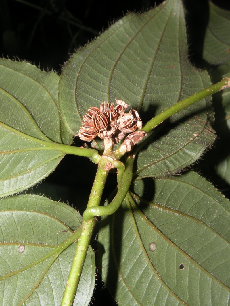 Adelobotrys intonsus
