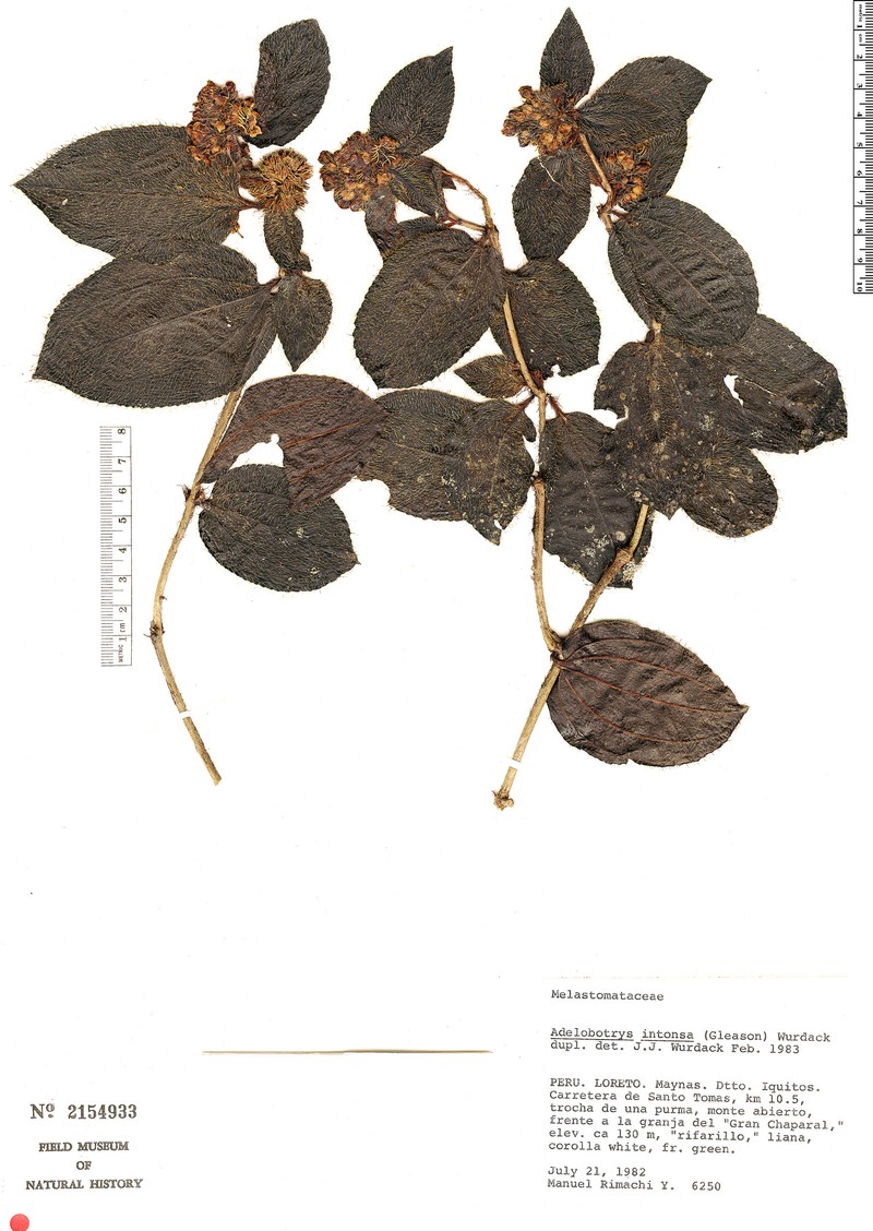 Adelobotrys intonsus photo 2