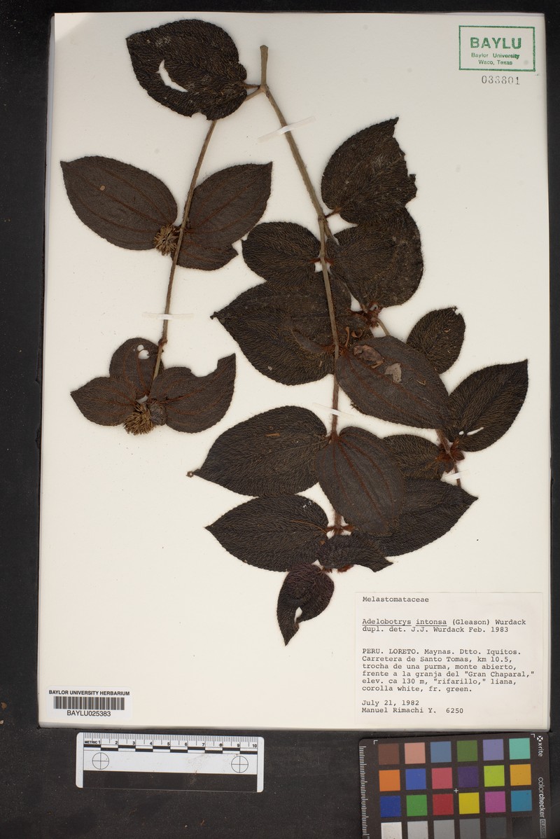 Adelobotrys intonsus photo 3